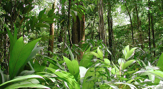 غابات المطر الاستوائية