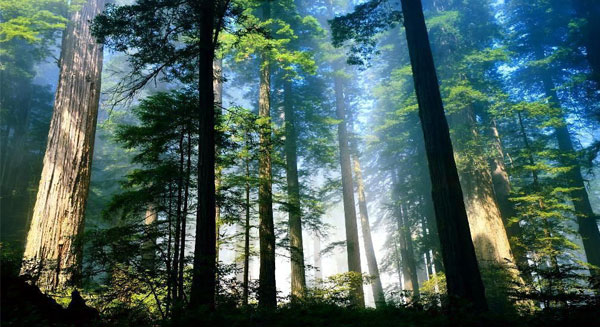 علماء النبات في برلين يكافحون أثر التغير المناخي على الأشجار