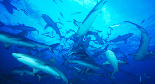 هجرة سمك القرش.. بسبب الاحتباس الحراري