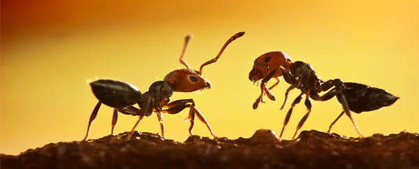 النمل يستقر في أفضل الأماكن للعيش!