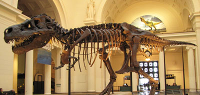 اكتشاف أسلاف الديناصور "تي ركس"