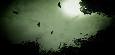 الخفافيش