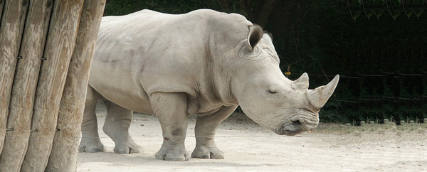 وحيد القرن الأبيض النادر على شفا الانقراض