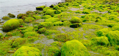 طاقة كهربائية من الطحالب تدعم الطاقة الخضراء