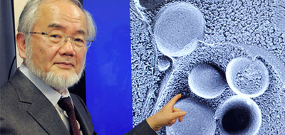 عالم ياباني يمنح جائزة نوبل في مجال الطب